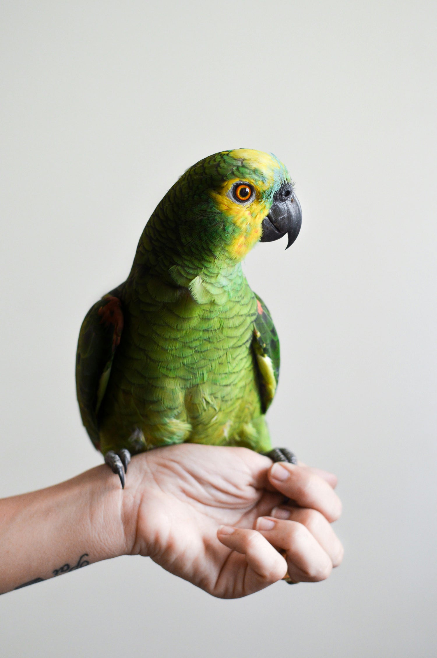 Parrots