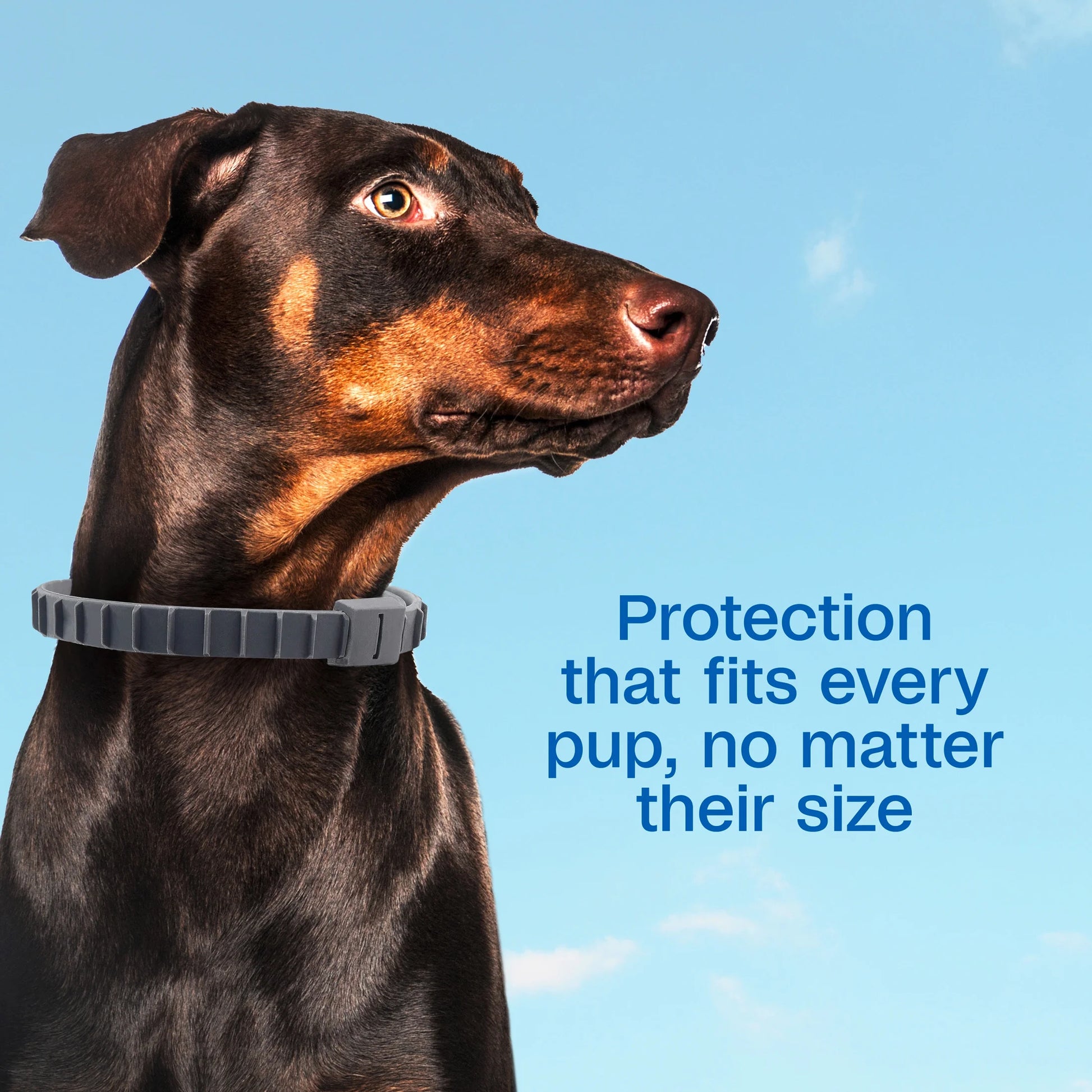 Flea & Tick Collar plus for Dogs & Puppies, 12 Months Protection Flea Infestations, Kills Fleas & Ticks, Repels Mosquitoes for up to 6 Months (Excl. California), One Size Fits All, 2 Count