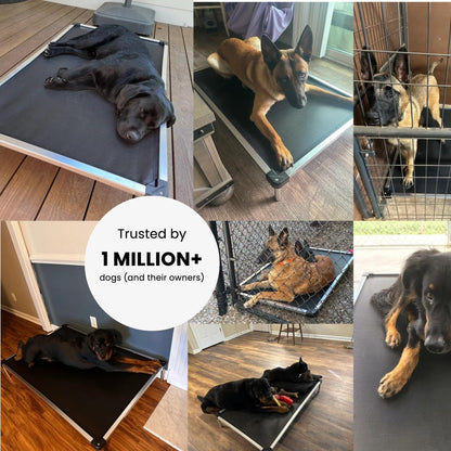 Chew Proof Elevated Cot Bed, S, Black Mesh | Virtually Indestructible Bed for Aggressive Chewers, Comes Preassembled, Indoor/Outdoor/Crate Use, Small: 29" X 18"