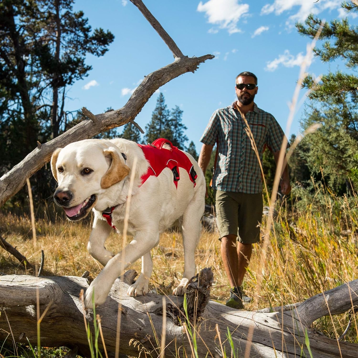 PawHeaven™ Web Master All-Terrain Assist & Support Harness – Escape-Resistant