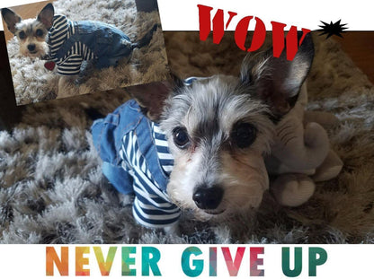 Dogs Denim Jumpsuit Jeans Hoodies Coat Small Medium Pet Classic Jacket | Puppy Cat Blue Clothes Cool Vintage Washed Vests Cute Stripe Shirts One-Piece Outfit Boy Girl Jean Overalls Pets Outfits