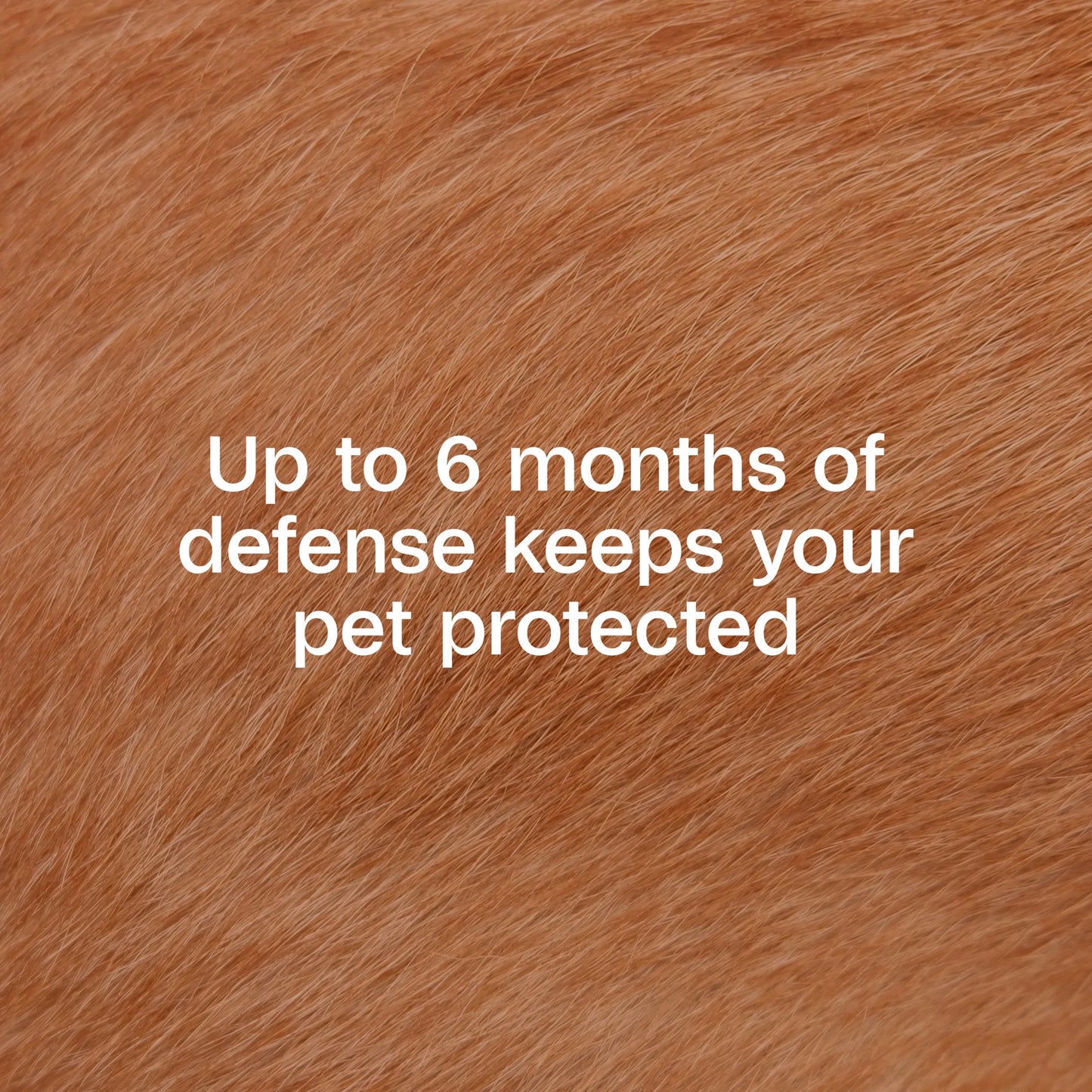 Flea & Tick Collar plus for Dogs & Puppies, 12 Months Protection Flea Infestations, Kills Fleas & Ticks, Repels Mosquitoes for up to 6 Months (Excl. California), One Size Fits All, 2 Count