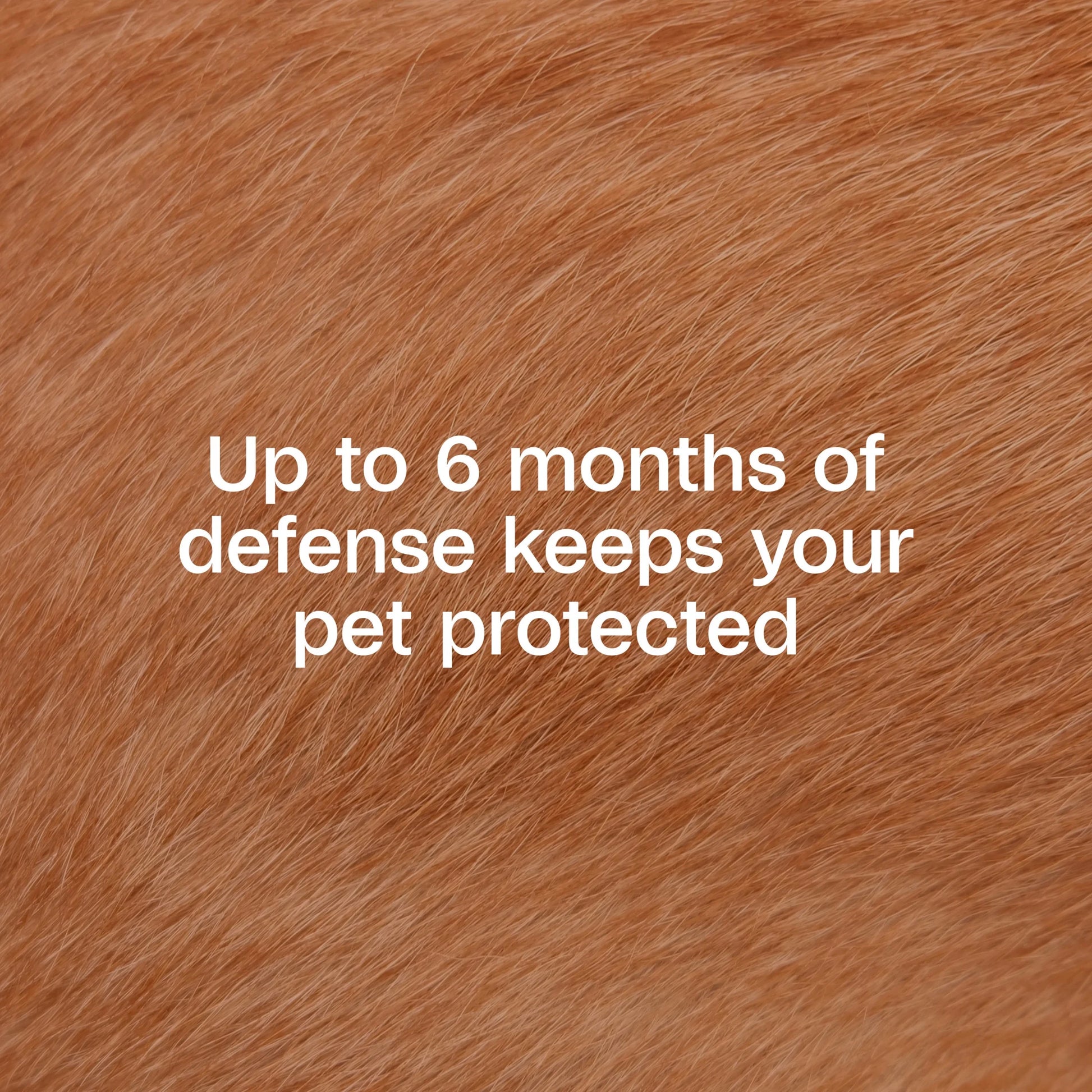 Flea & Tick Collar plus for Dogs & Puppies, 12 Months Protection Flea Infestations, Kills Fleas & Ticks, Repels Mosquitoes for up to 6 Months (Excl. California), One Size Fits All, 2 Count