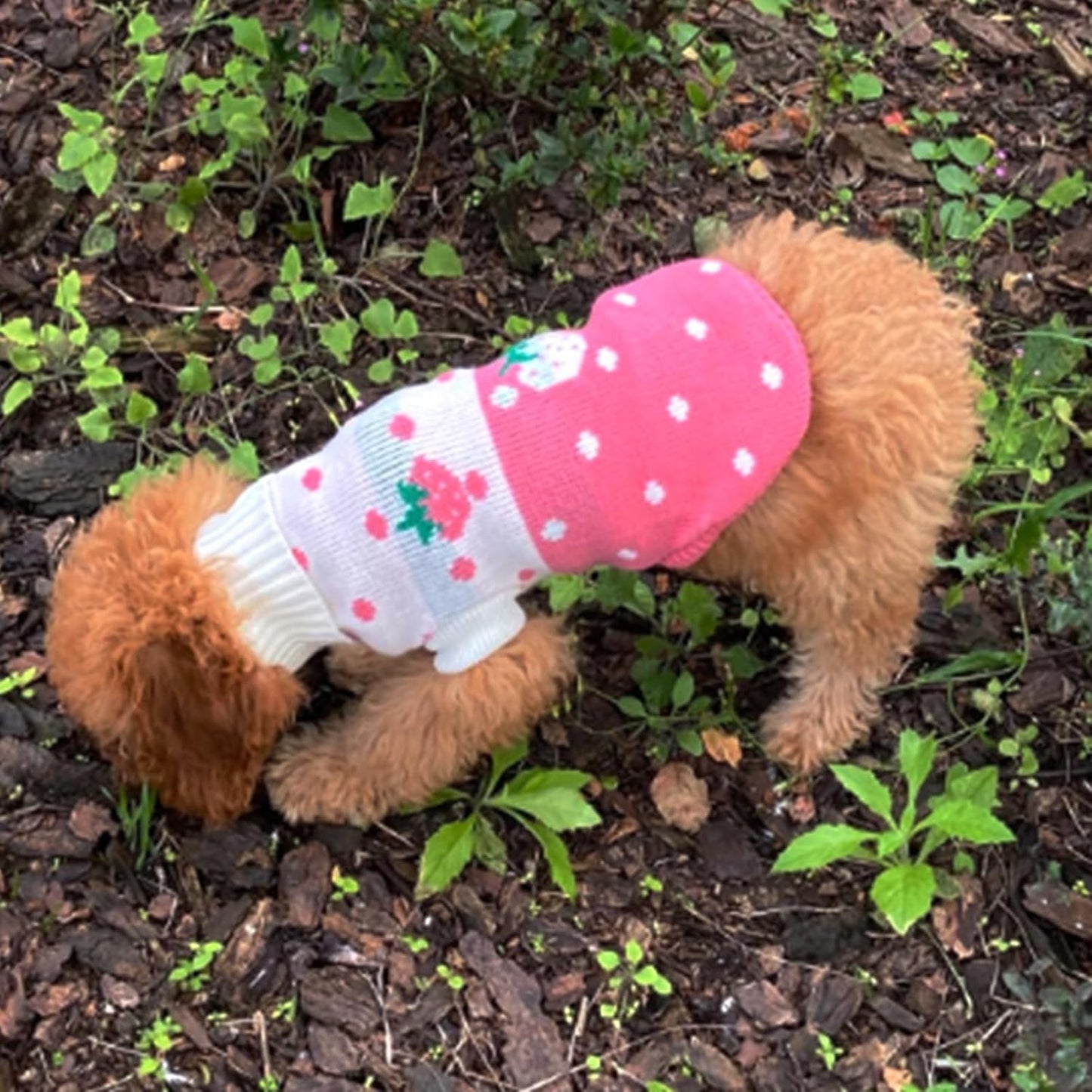 Pet Dog Sweaters Classic Knitwear Turtleneck Winter Warm Puppy Clothing Cute Strawberry and Heart Doggie Sweater (Pink, Small) | Cute Strawberry Pattern, Lightweight & Warm Knitted Winter Sweater, Cold Weather Coat, Great for Daily Wear, Easy on & Off