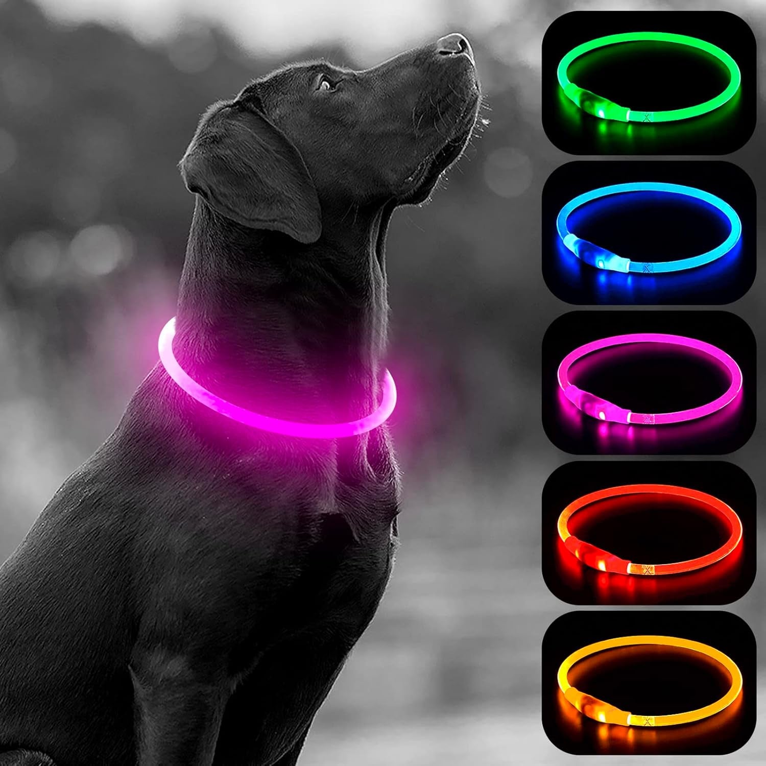 PawHeaven™ USB Rechargeable LED Dog Collar