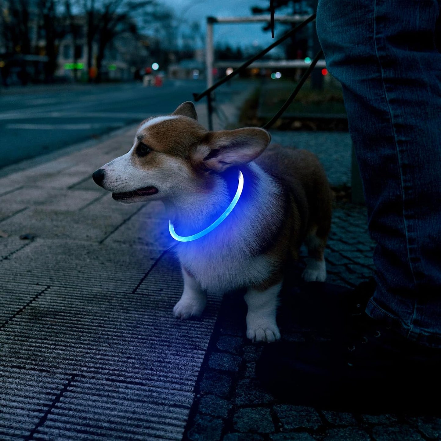 LED Dog Collar, USB Rechargeable Glowing Lighted up Collar, Cuttable Water-Resistant TPU Safety Collar Lights for Small Medium Large Dogs