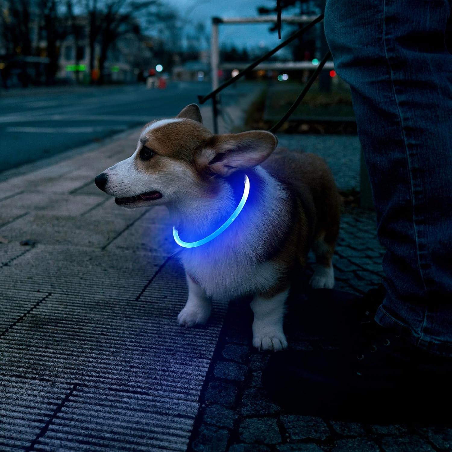 LED Dog Collar, USB Rechargeable Glowing Lighted up Collar, Cuttable Water-Resistant TPU Safety Collar Lights for Small Medium Large Dogs